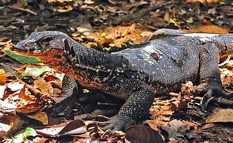 Online illegal wildlife trade targeting PHL’s monitor lizards.